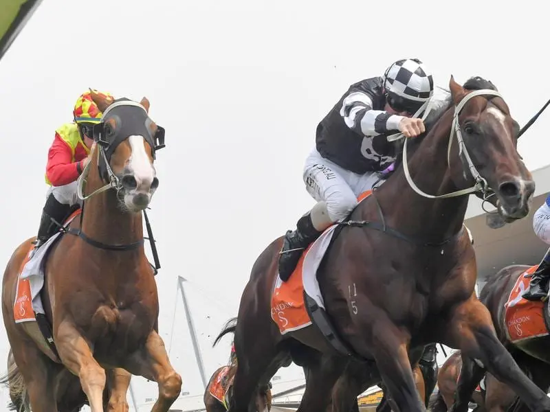 Sandbar has led home a training quinella for Brad Widdup on Golden Eagle day at Rosehill. Sandbar beats stablemate Junglized at Rosehill.