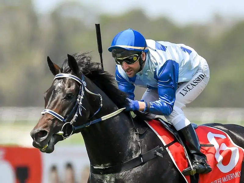 So Dapper wins at the Sunshine Coast.