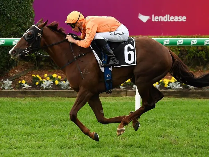 Tyzone runs in the Lough Neagh at Eagle Farm as he builds to a possible Magic Millions start. tyzone