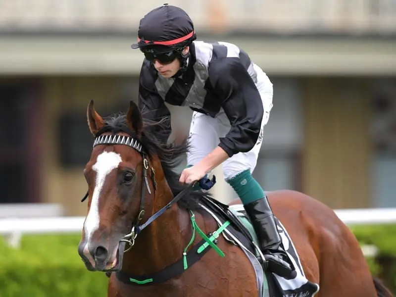 Splintex after winning at Randwick.