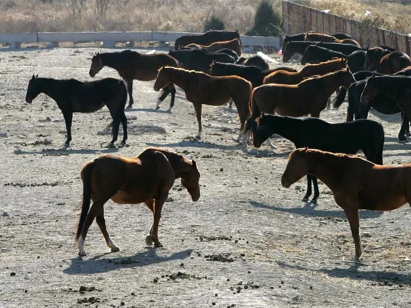 Horses in a yard.