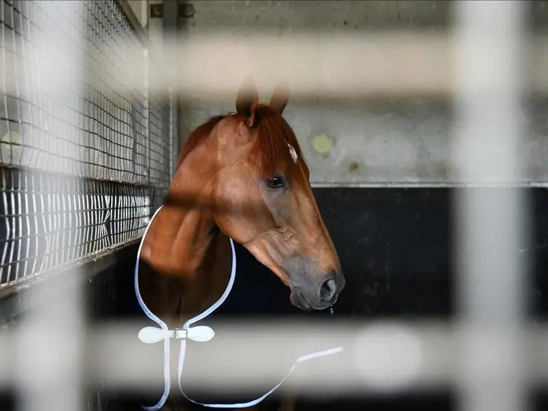 Melbourne Cup winner Vow And Declare.