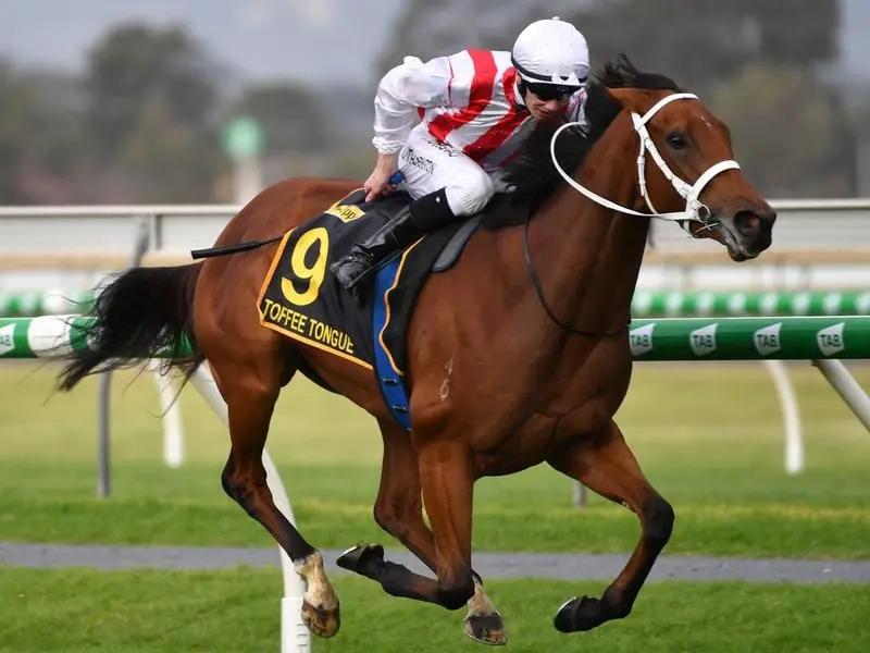 Toffee Tongue wins the Australasian Oaks at Morphettville.