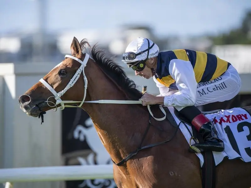 Le Judge wins the Group Three Chairman's Handicap at Doomben.