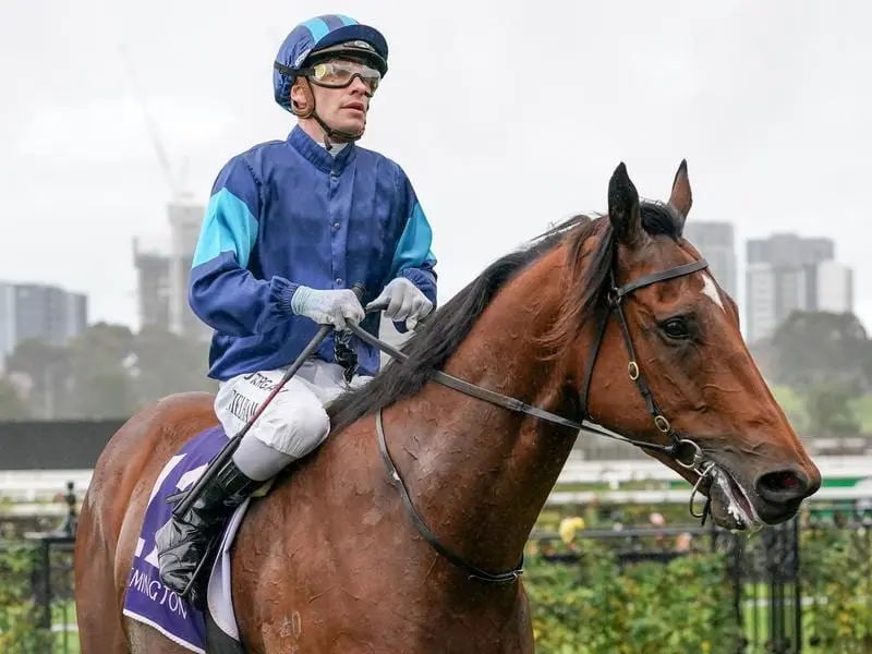 Alfa Oro after winning at Flemington.