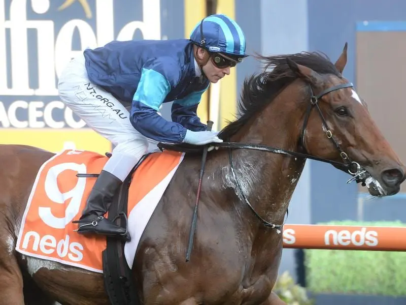 Alfa Oro has continued his rise through the classes with his fourth successive win at Caulfield. Alfa Oro wins at Caulfield.
