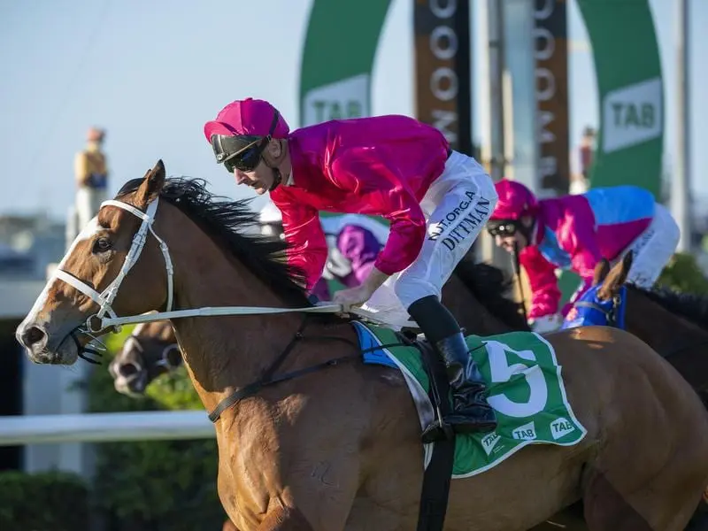 Sure Knee has capped a Doomben treble for trainer Chris Waller in winning the Sapphire Stakes. Sure Knee wins the Group Three Sapphire Stakes at Doomben.