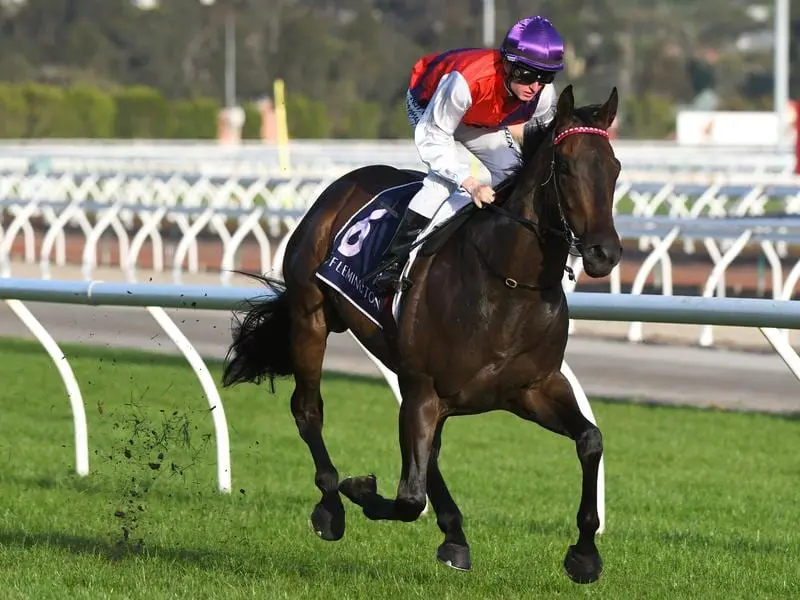 Three-year-old King Of Hastings will take on his own age in the AR Creswick Stakes at Flemington. Talented three-year-old King Of Hastings.