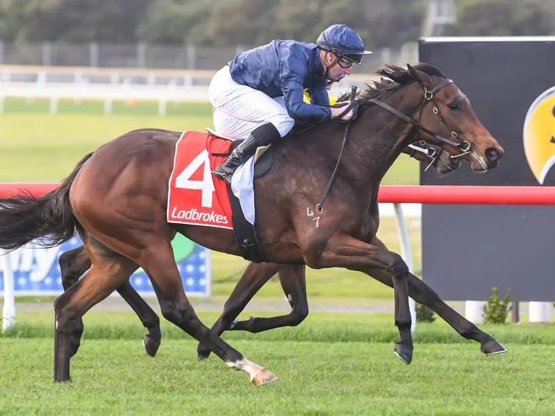 Lindsay Park filly Chequerboard will be striving to keep an unbeaten record at Flemington. Chequerboard wins at Sandown.
