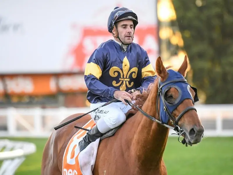 Mahamedeis ventures into uncharted territory when he chases another win at Flemington. Mahamedeis will be tried over an extended journey at Flemington.