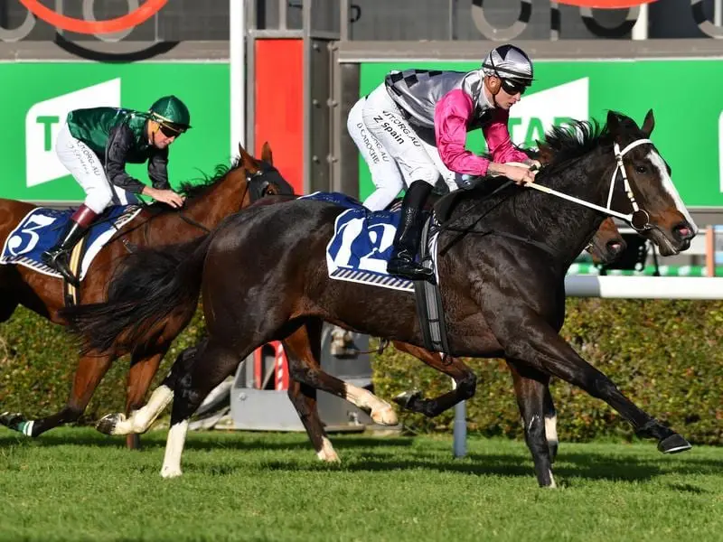 Miss Mandito will be striving to enhance Adelaide trainer Gordon Richards' Flemington strike-rate. Miss Mandito winning at Morphettville.