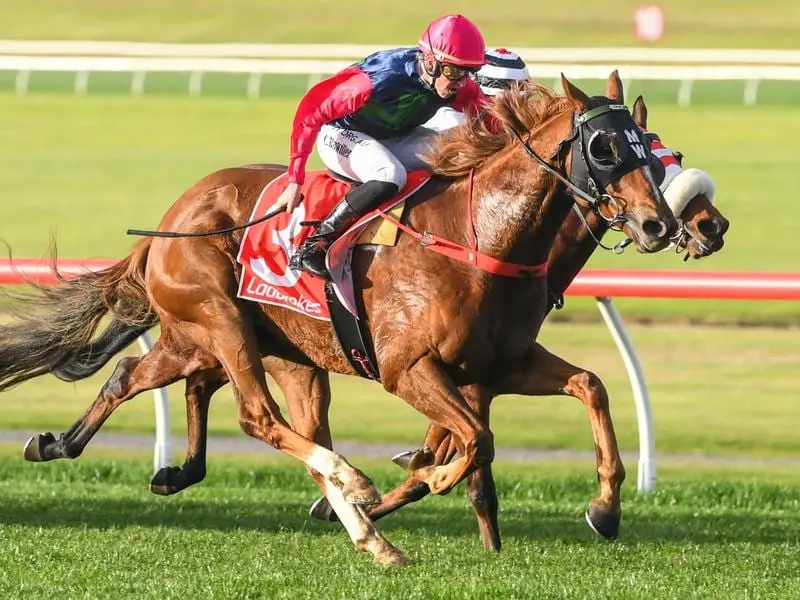 Brilliant Concept will be out to extend his winning sequence to three when he races at Flemington. Brilliant Concept wins at Sandown.