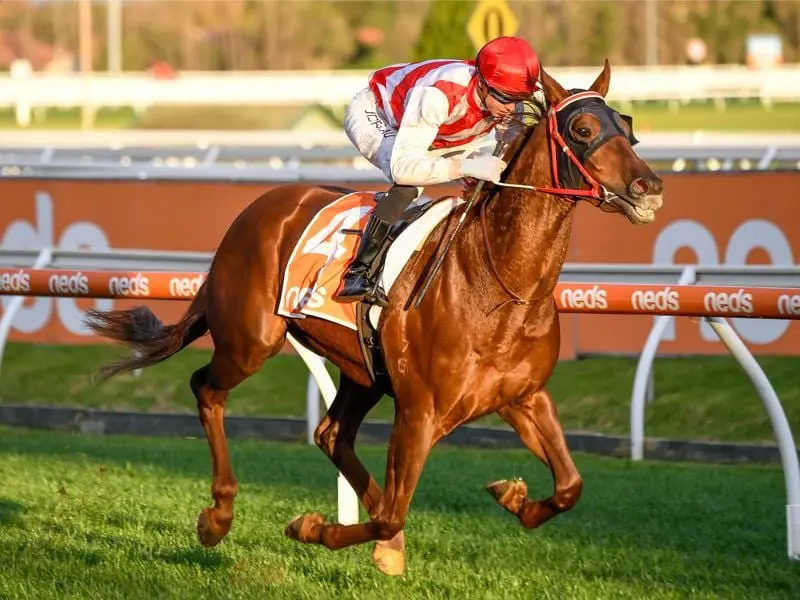 The Shane Fliedner-trained Hi Stranger is aiming for a maiden stakes victory at Flemington. Hi Stranger targets stakes victory at Flemington