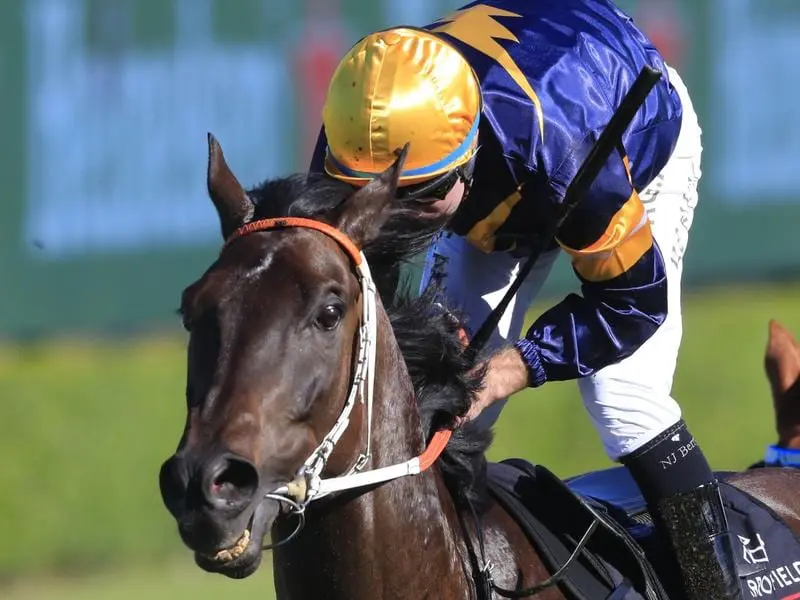 Import Mount Popa has stamped himself as a stayer of the future with an exciting win at Randwick. Mount Popa wins at Randwick.
