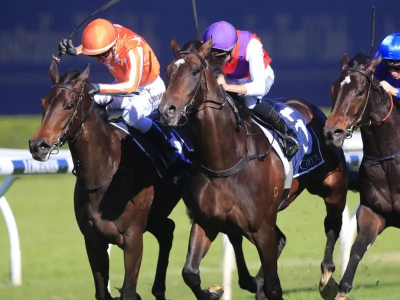Exhibition (centre) continued a successful run for training brothers Michael and Richard Freedman. Exhibition (centre) wins at Randwick.