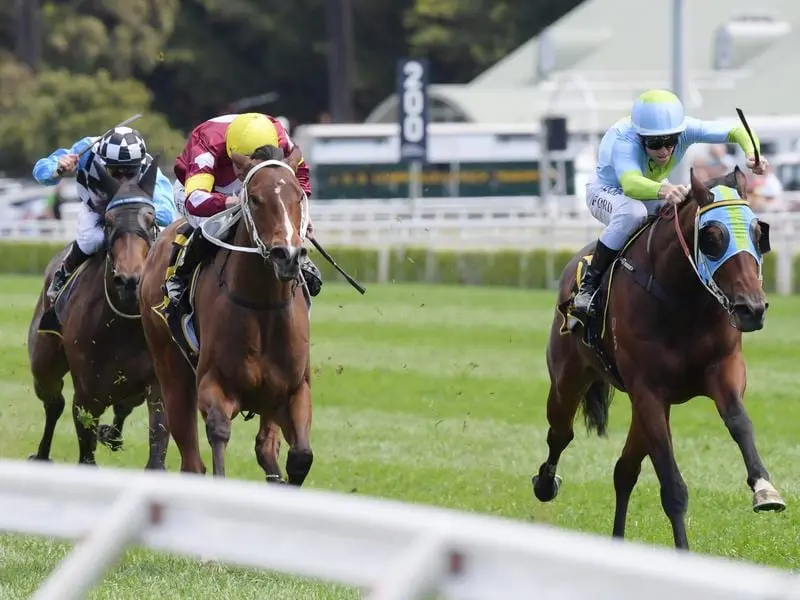 Royal Ascot-winning trainer Paul Perry has Ragged Rascal (right) engaged at Randwick. Ragged Rascal (right) will search for winning form at Randwick.