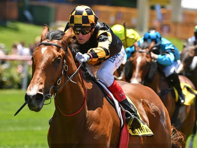 Sputh Australian sprinter-miler Behemoth.