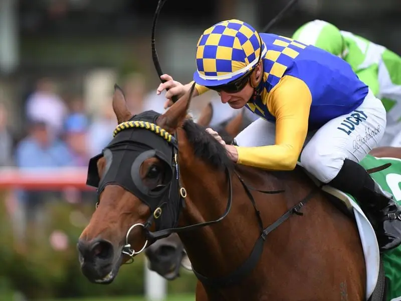 Speedster Ashlor will be reunited with jockey Daniel Stackhouse in the Sir John Monash Stakes. Ashlor and jockey Daniel Stackhouse will reunite at Caulfield.