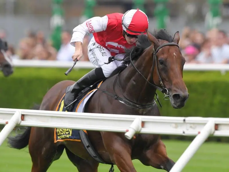 Southern Lad is looking for a drier surface when he contests Wednesday's Ramornie Handicap. Southern Lad