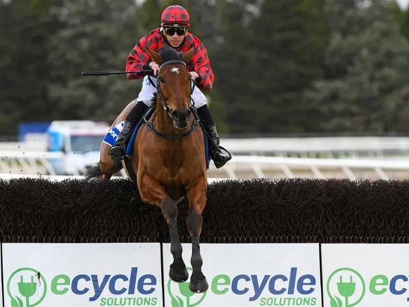 New Zealander Tallyho Twinkletoe will return to Australia in a bid claim a coveted jumps double. New Zealand jumper Tallyho Twinkletoe.