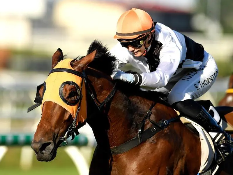 Star Of Michelin will be out to ice trainer Stuart Kendrick's season with a Winx Guineas victory. Star Of Michelin in winning form.