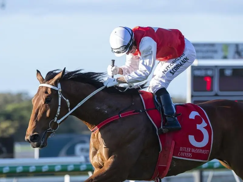 Wapiti lifted himself off the canvas to win the Group Three Winx Guineas at the Sunshine Coast. Wapiti wins the Winx Guineas.