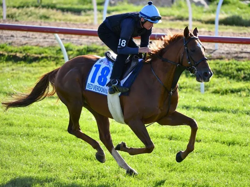 Red Verdon is among a group of international raiders still in contention for the Melbourne spring. Red Verdon