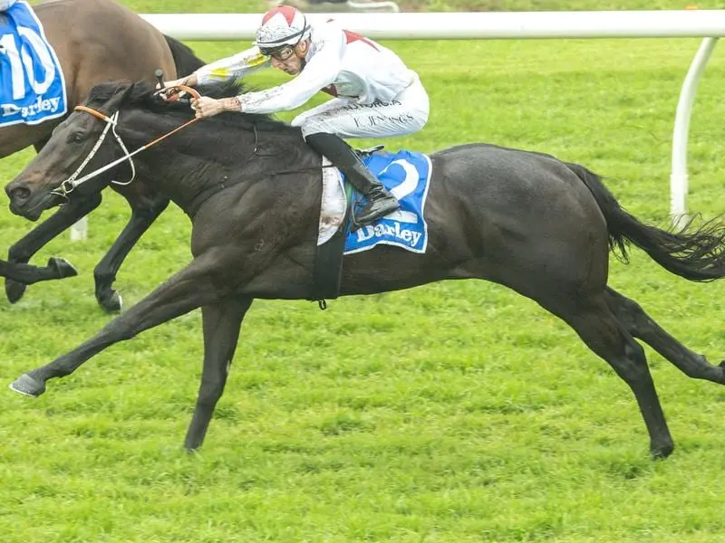 North Pacific is the new Golden Rose favourite after his brilliant Up And Coming Stakes win. North Pacific