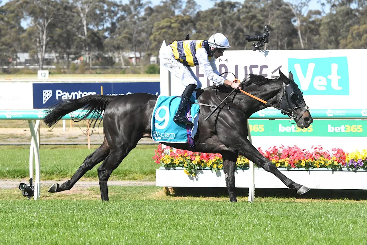 Sea King wins Bendigo Cup 2024