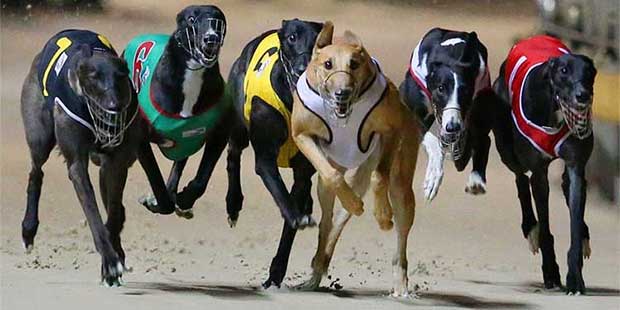 greyhound ban overturned