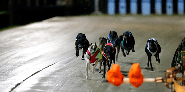 Group 1 Melbourne Cup greyhounds