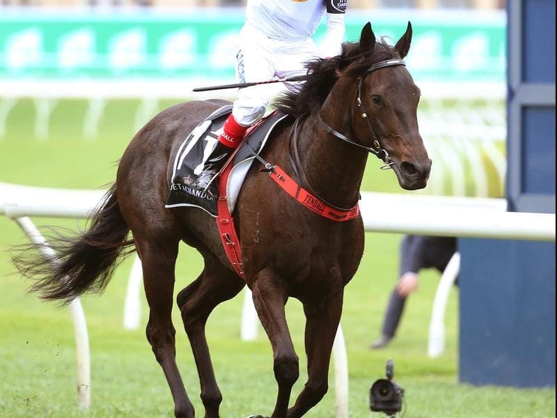 yankee-rose-trials-well-at-doomben-betting-site