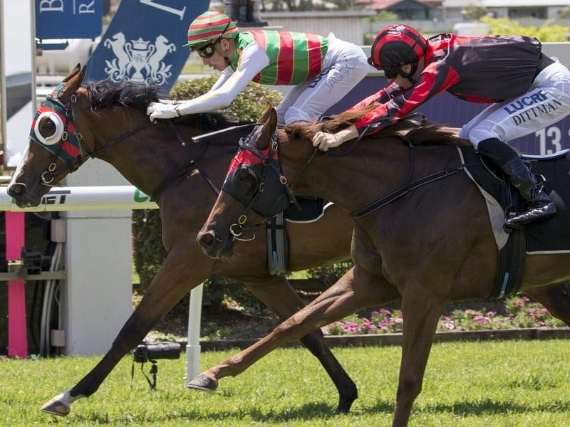 Rosa's Charm beats stablemate Miracles Aplemty at Doomben.