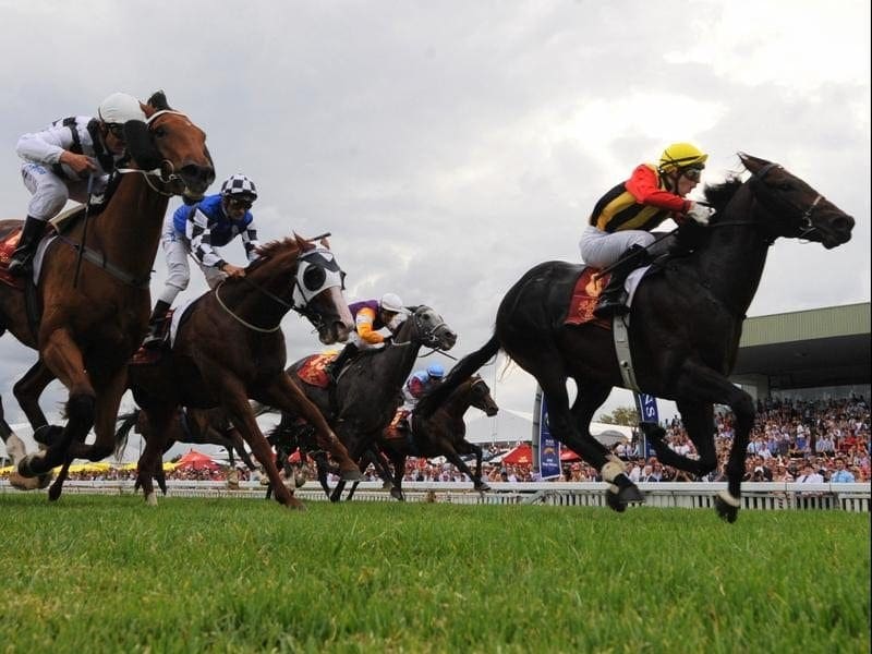 Spirit of Boom (right) can continue to make his mark as a stallion with two runners at Doomben. boom