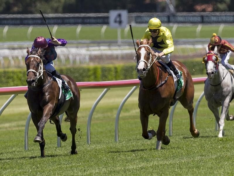Aquittal and Kopi Luwak fight out the finish at Randwick.