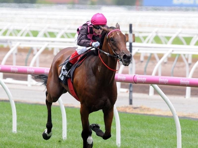 Craig Widdison-trained Willi Willi will try to add a Caulfield win to his recent Flemington success. willi
