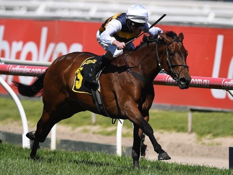 1000 Guineas winner Aloisia has pleased trainer Aaron Purcell despite her last in a barrier trial. aloisia