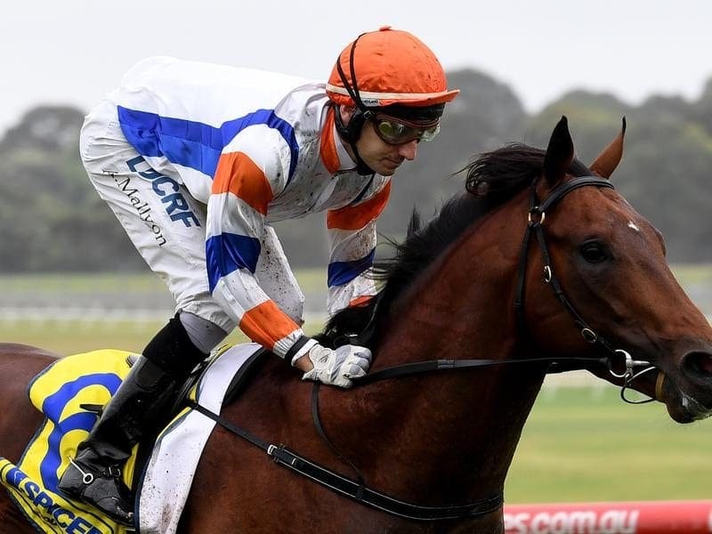 Tony McEvoy is looking to Vinland to cement Guineas claims via the C S Hayes Stakes. vinland