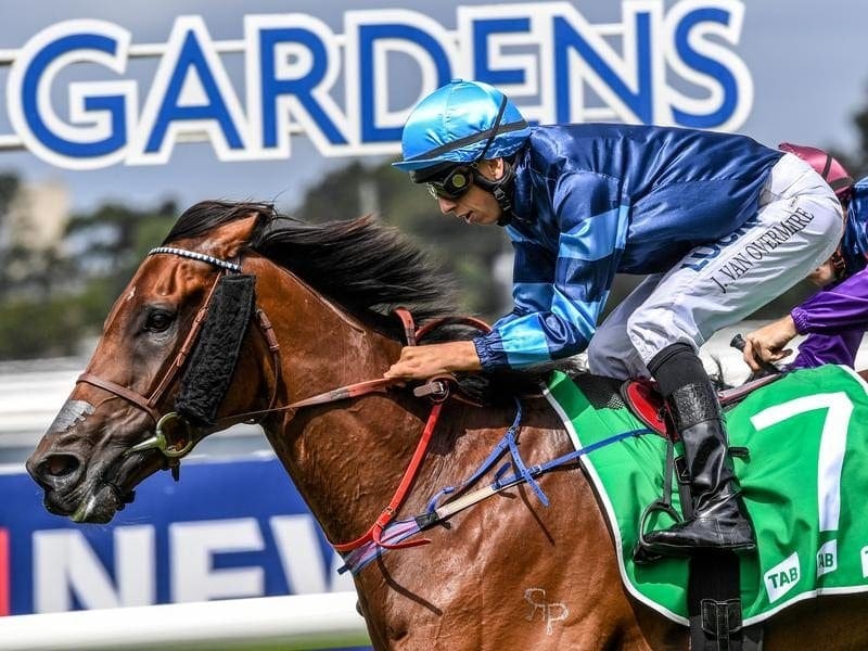 Trainer Jean Dubois has his first city winner after Mate Story won the Highway Plate at Rosehill. Jean Van Overmeire rides Mate Story to win race 5