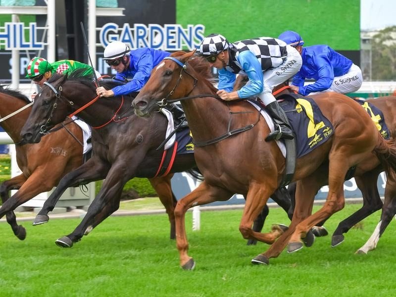I Am Excited wins the Spark Of Life Handicap at Rosehill