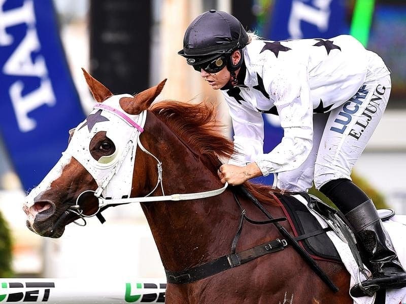 Don't Tell Mama will be out to enhance her Toowoomba Cup chances when she races at Doomben. Don't Tell Mama