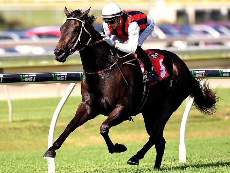 Kevin Kemp will start Mr Marbellouz in a Class Six race at Doomben rather than an open handicap. mr marbellouz