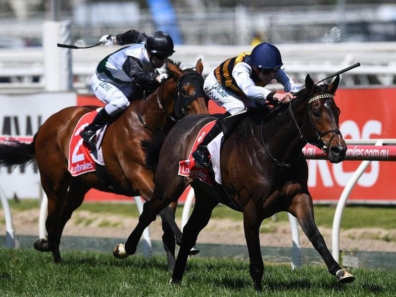 Sydney Cup-bound Lord Fandango (right) will be nominated for races in Sydney and Melbourne. lord fandango