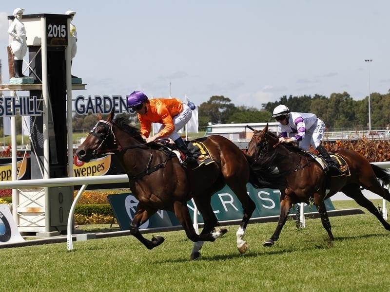 Trainer Gary Moore hopes a leaner Takedown can get back to winning form this preparation. takedown