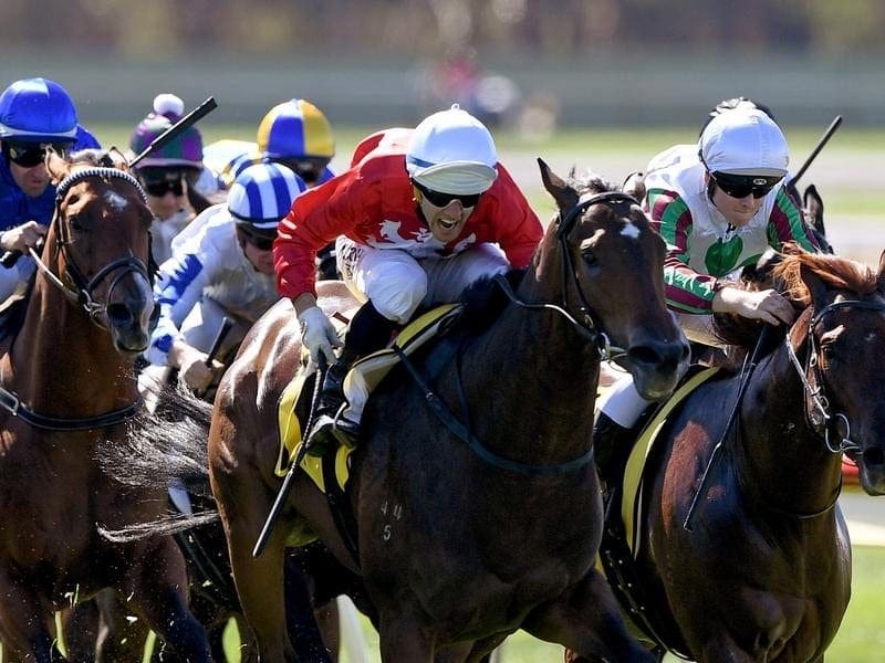 Thrillster has held off Corstens stablemate Really Swish to win the VOBIS Gold Rush at Bendigo. Jockey Noel Callow rides Thrillster to win race three at Bendigo