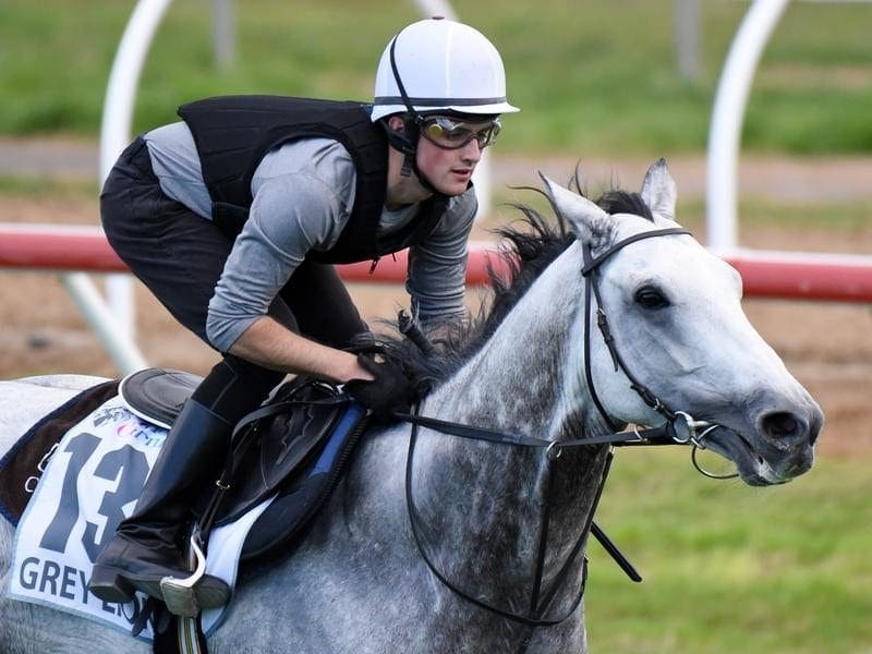 The Matt Cumani-trained import Grey Lion makes his return at Caulfield as a gelding. grey lion