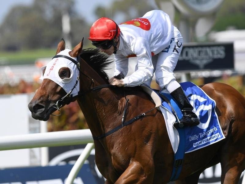 Arbeitsam will come back from 2000m in a bid to give trainer Gai Waterhouse her 8th Doncaster Mile. arbeitsam