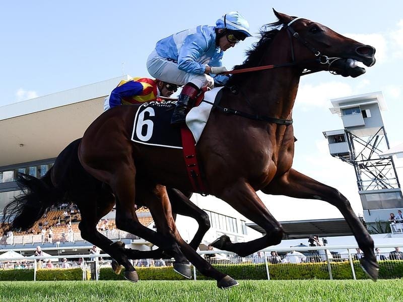 Stakes winner Whypeeo will head a strong team for trainer Toby Edmonds at Doomben. whypeeo