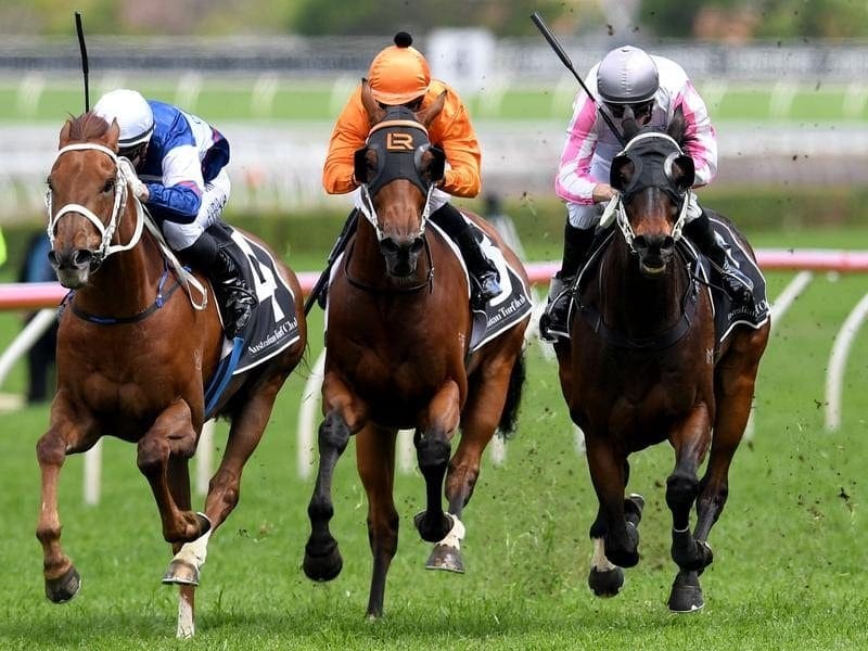 Destiny's Kiss (right) will continue his build-up to the Brisbane Cup when he runs at Rosehill. destiny's kiss