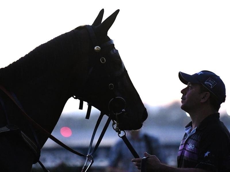 Champion Winx has had a leisurely gallop ahead of her bid for a 25th consecutive win at Randwick. winx